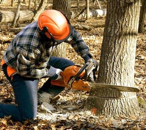 Tree Removal in Christopher, IL